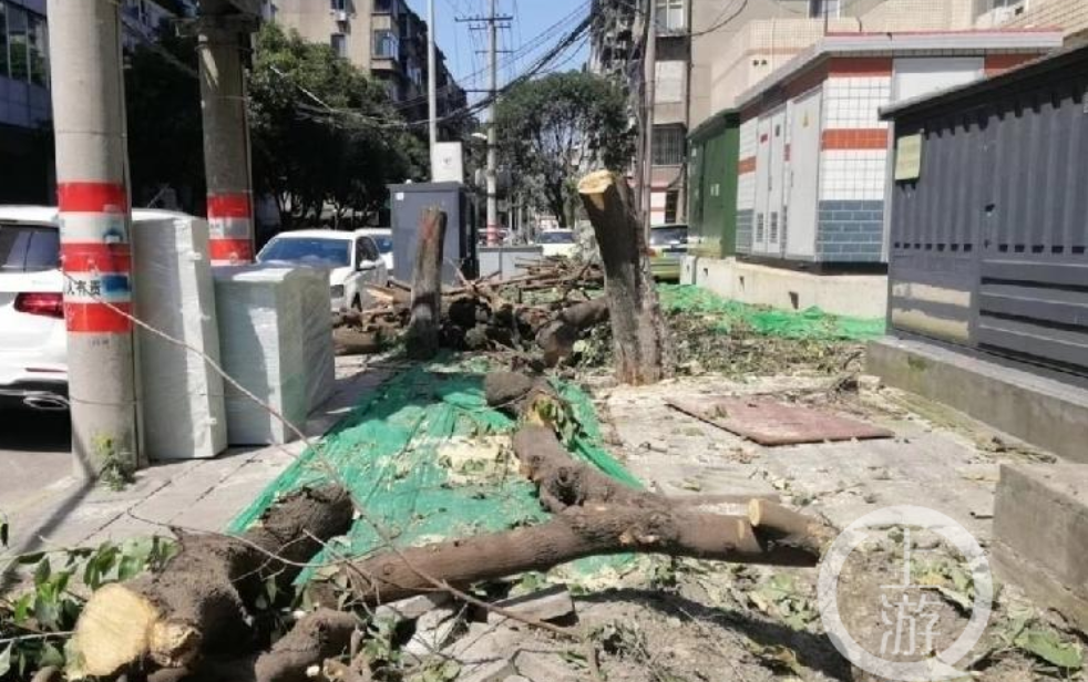 中纪委网站批评成都滥伐桂花树，当地三部门紧急发函规范树木保护